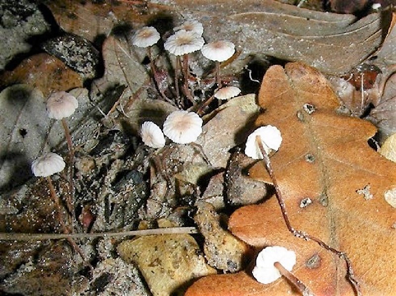 131 Da determinare  bosco misto di latifoglia  m 520 s.l.m